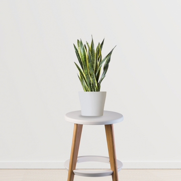 Dracaena Trisfascata – large Sansevieria